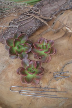 Sukkulente Mini Hauswurz ohne Wurzel kreativ kreativsein zum stecken Kränze kreativsein Naturdeko Naturmaterial im Mrs Greenery Shop bestellen kaufen