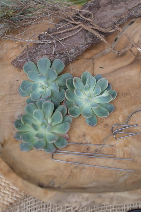 Sukkulente Mini Hauswurz ohne Wurzel kreativ kreativsein zum stecken Kränze kreativsein Naturdeko Naturmaterial im Mrs Greenery Shop bestellen kaufen