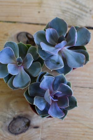 Naturdeko mit Mini Sukkulenten Echeveria vom Mrs Greenery Shop. Deko mit Pflanzen Pflanzendeko