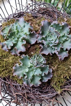 Sukkulente groß Hauswurz ohne Wurzel kreativ kreativsein zum stecken Kränze kreativsein Naturdeko Naturmaterial im Mrs Greenery Shop bestellen kaufen