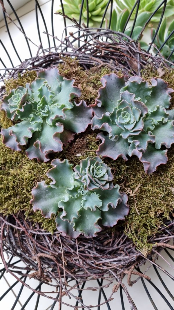 Sukkulente groß Hauswurz ohne Wurzel kreativ kreativsein zum stecken Kränze kreativsein Naturdeko Naturmaterial im Mrs Greenery Shop bestellen kaufen