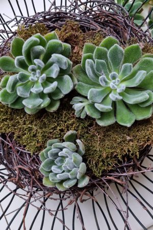 Sukkulente groß Hauswurz ohne Wurzel kreativ kreativsein zum stecken Kränze kreativsein Naturdeko Naturmaterial im Mrs Greenery Shop bestellen kaufen