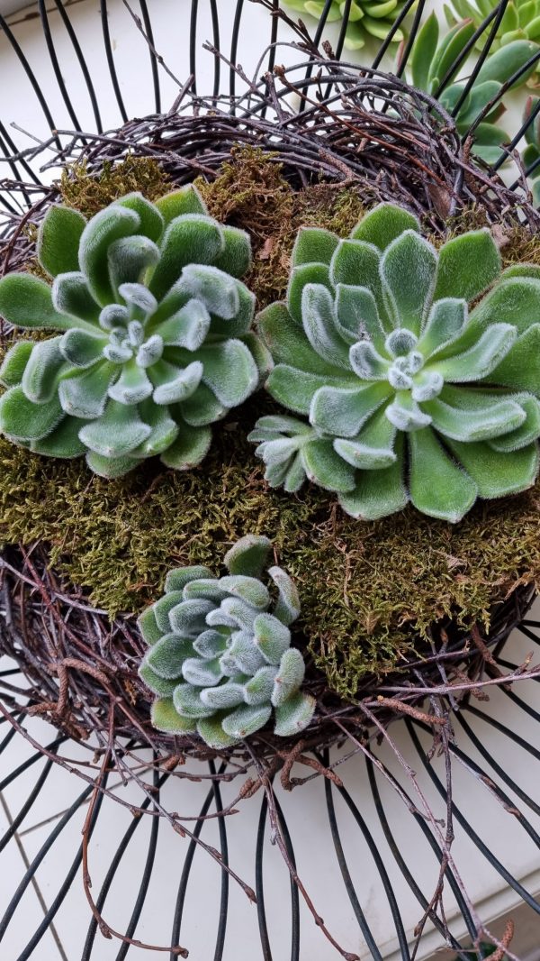 Sukkulente groß Hauswurz ohne Wurzel kreativ kreativsein zum stecken Kränze kreativsein Naturdeko Naturmaterial im Mrs Greenery Shop bestellen kaufen