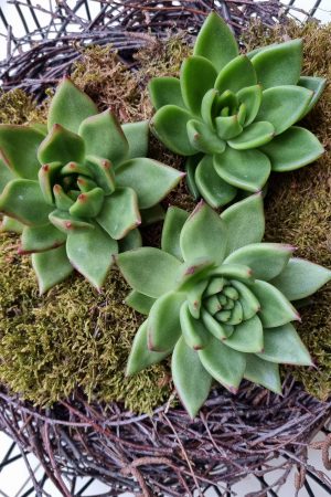Sukkulente groß Hauswurz ohne Wurzel kreativ kreativsein zum stecken Kränze kreativsein Naturdeko Naturmaterial im Mrs Greenery Shop bestellen kaufen