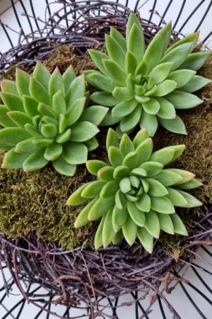 Sukkulente groß Hauswurz ohne Wurzel kreativ kreativsein zum stecken Kränze kreativsein Naturdeko Naturmaterial im Mrs Greenery Shop bestellen kaufen