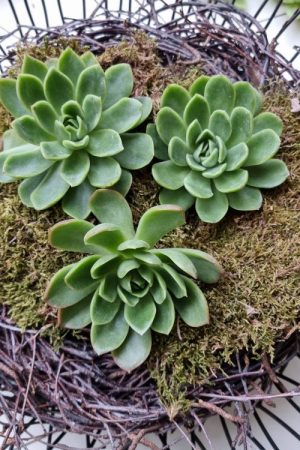 Sukkulente groß Hauswurz ohne Wurzel kreativ kreativsein zum stecken Kränze kreativsein Naturdeko Naturmaterial im Mrs Greenery Shop bestellen kaufen