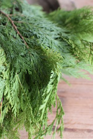 Thuja Wintergrün frisch Kranzbinden Winterdeko Herbstdeko kreativsein im Mrs Greenery Shop bestellen kaufen