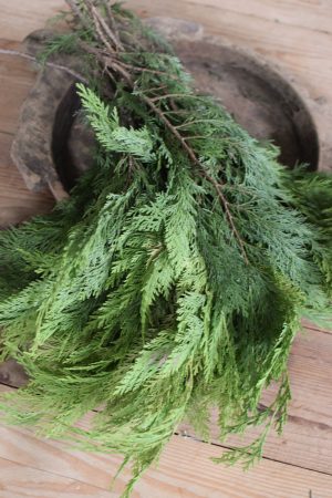 Thuja Wintergrün frisch Kranzbinden Winterdeko Herbstdeko kreativsein im Mrs Greenery Shop bestellen kaufen