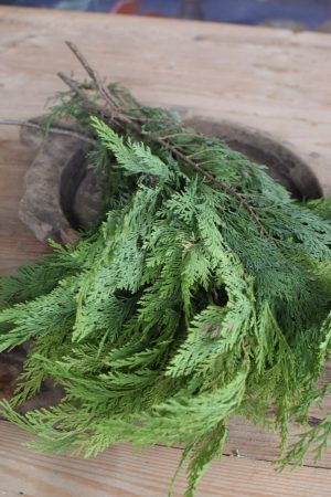 Thuja Wintergrün frisch Kranzbinden Winterdeko Herbstdeko kreativsein im Mrs Greenery Shop bestellen kaufen