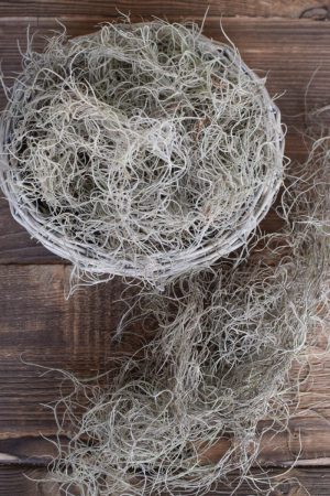 Tillandsien Curly Moos Naturdeko mit Naturmaterialien Dekoidee DIY Kreativsein