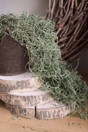 Tillandsien grün Curly Moos zum Basteln kreativsein Naturdeko Naturmaterial im Mrs Greenery Shop bestellen kaufen