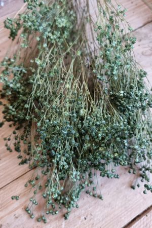 Trockenblumen getrocknet grün im Mrs Greenery Shop bestellen kaufen