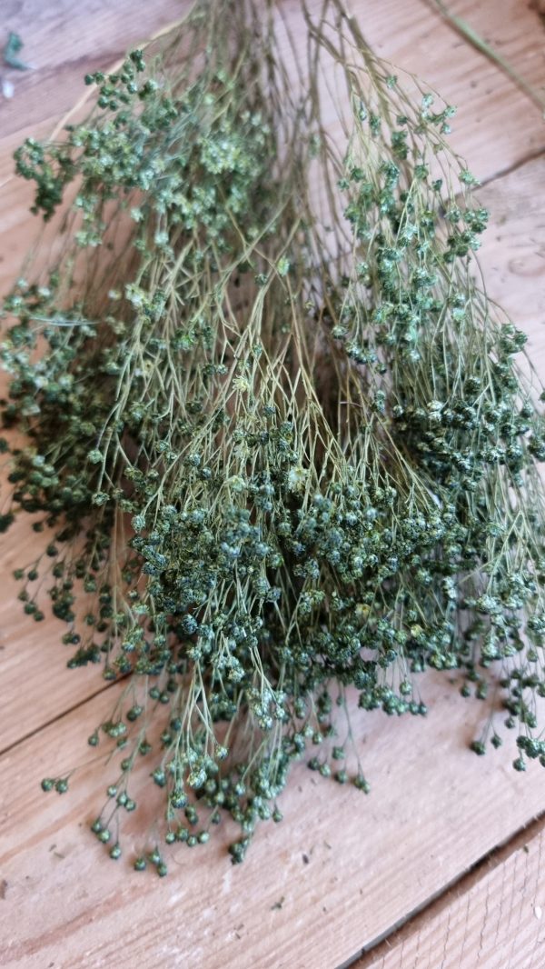 Trockenblumen getrocknet grün im Mrs Greenery Shop bestellen kaufen