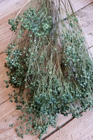 Trockenblumen getrocknet grün im Mrs Greenery Shop bestellen kaufen