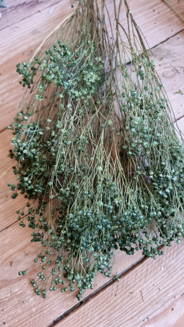 Trockenblumen getrocknet grün im Mrs Greenery Shop bestellen kaufen