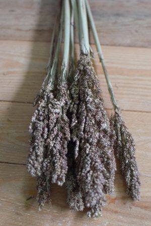 Hirse Sorghum Getrocknet Trockenblumen aus dem Mrs Greenery Shop Getreide