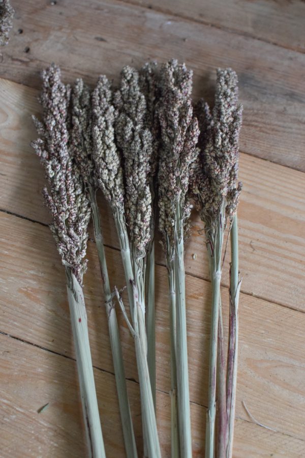 Hirse Sorghum Getrocknet Trockenblumen aus dem Mrs Greenery Shop Getreide