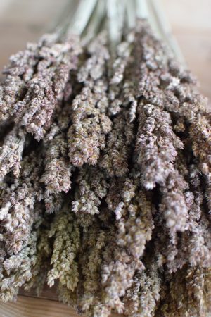 Hirse Sorghum Getrocknet Trockenblumen aus dem Mrs Greenery Shop Getreide