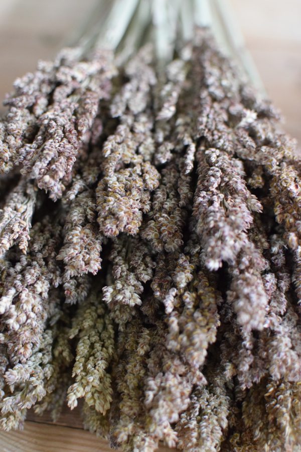 Hirse Sorghum Getrocknet Trockenblumen aus dem Mrs Greenery Shop Getreide