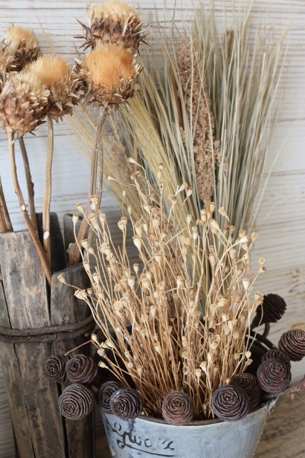 Trockenblumen getrocknet Trockenblumen Naturdeko Kreativ jetzt im Mrs Greenery Shop bestellen kaufe