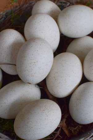 Truthahnei Osterei Ei Eier weiß ausgeblasen Osterdeko Ostern naürlich dekorieren