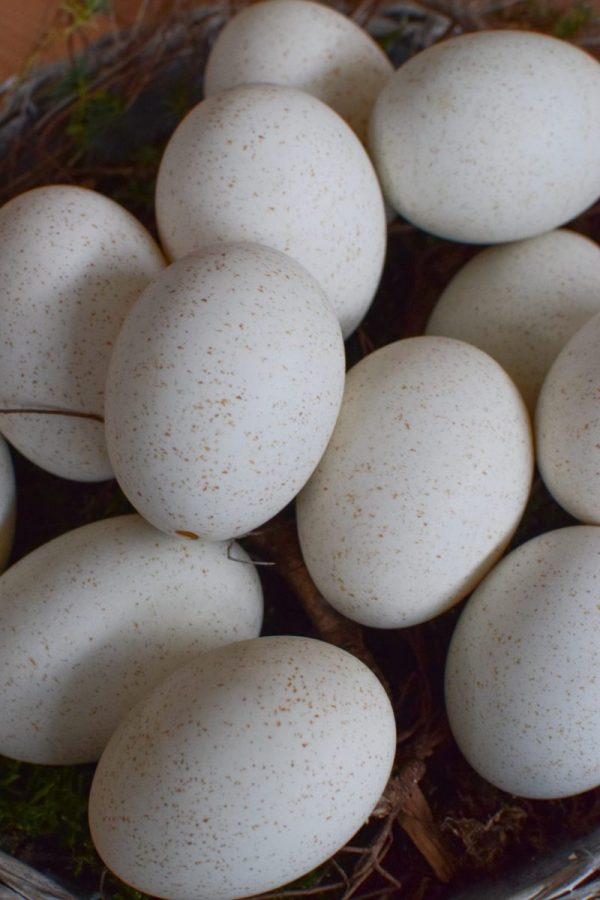 Truthahnei Osterei Ei Eier weiß ausgeblasen Osterdeko Ostern naürlich dekorieren