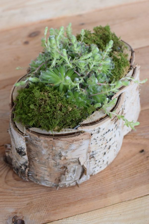 Pflanzschale Übertopf aus Birke zum Basteln und Kreativsein vom Mrs Greenery Shop. Die natürliche Dekoidee