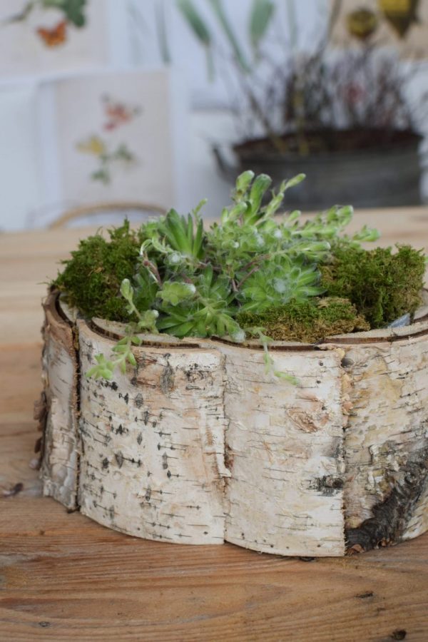 Pflanzschale Übertopf aus Birke zum Basteln und Kreativsein vom Mrs Greenery Shop. Die natürliche Dekoidee