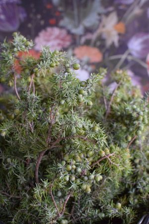 Wacholder frisch Wintergrün frisch Kranzbinden Winterdeko Herbstdeko kreativsein im Mrs Greenery Shop bestellen kaufen