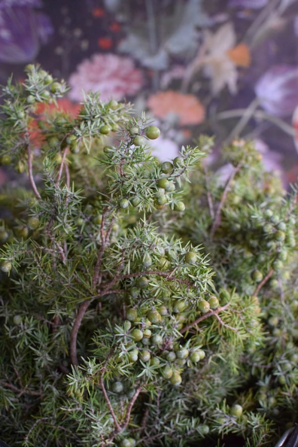 Wacholder frisch Wintergrün frisch Kranzbinden Winterdeko Herbstdeko kreativsein im Mrs Greenery Shop bestellen kaufen