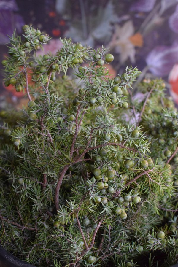 Wacholder frisch Wintergrün frisch Kranzbinden Winterdeko Herbstdeko kreativsein im Mrs Greenery Shop bestellen kaufen