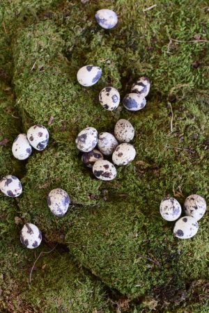 Wachteleier Dekoidee Ostern Osterdeko Ei Eier Osterdekoidee
