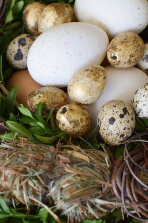 Wachteleier gold. Eier Ostereier Dekoeier klein Osterdeko Dekoidee Ostern im Mrs Greenery Shop bestellen