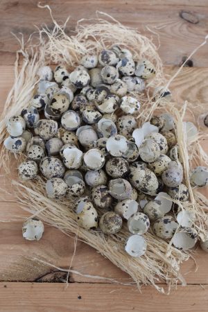 Wachteleier Schlupfschalen Osterdeko Ostereier Deko Dekoideen mit natürlichen Materialien Osterdeko