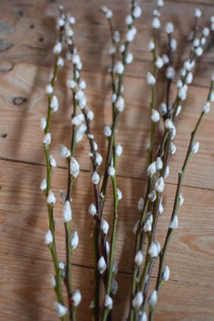Weidekätzchen frisch Bund Ostern Frühling kreativsein kreativ im Mrs Green