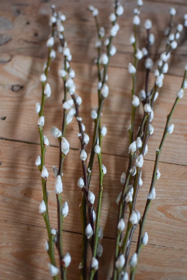 Weidekätzchen frisch Bund Ostern Frühling kreativsein kreativ im Mrs Green