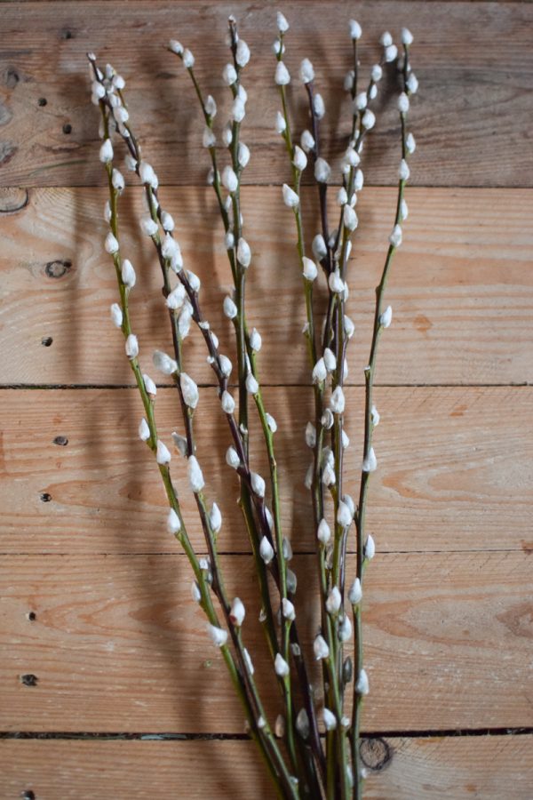 Weidekätzchen frisch Bund Ostern Frühling kreativsein kreativ im Mrs Green