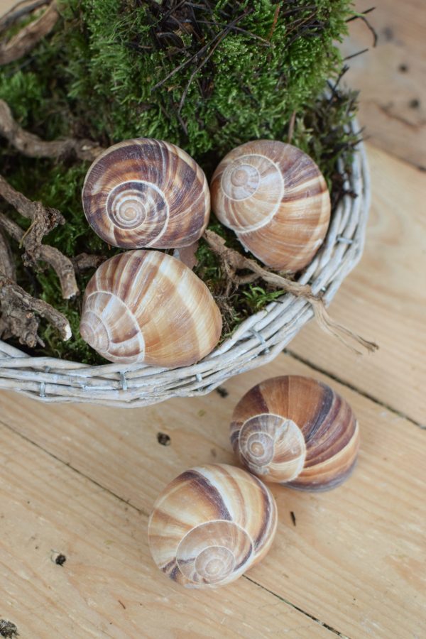 Weinbergschnecke natur groß. Naturdeko natürlich dekorieren Schnecke Schneckenhaus