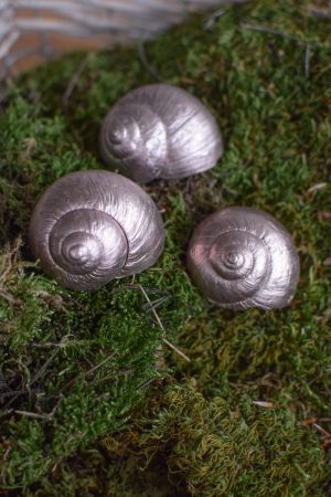 Weinbergschnecke champagner. Naturdeko natürlich dekorieren Schnecke Schneckenhaus