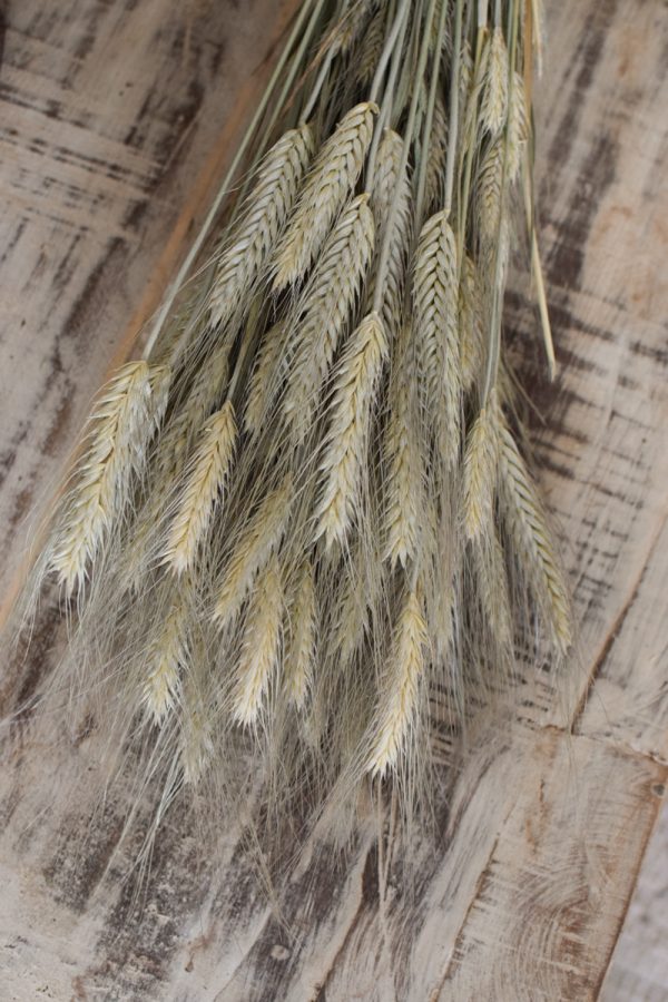 Weizen 1 Bund getrocknet Getreide Trockenblumen im Mrs Greenery Shop bestellen kaufen