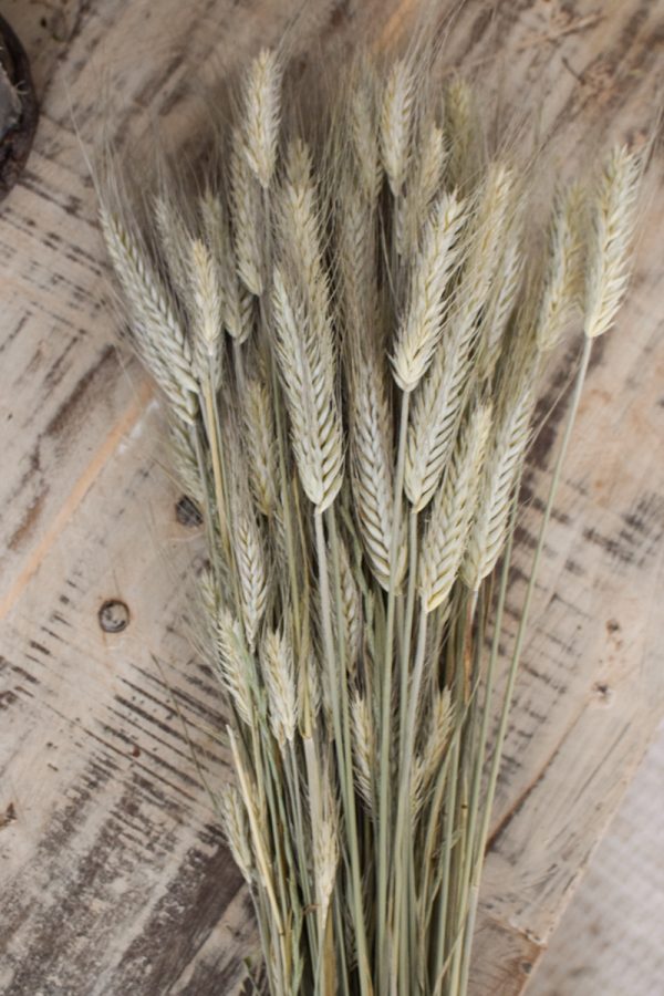 Weizen 1 Bund getrocknet Getreide Trockenblumen im Mrs Greenery Shop bestellen kaufen