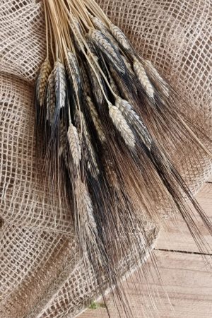 Weizen Gerste schwarz braun gefärbt Trockenblumen getrocknet Naturdeko Sommerdeko im Mrs Greenery Shop bestellen kaufen