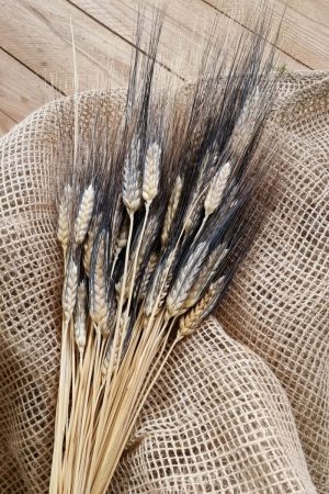 Weizen Gerste schwarz braun gefärbt Trockenblumen getrocknet Naturdeko Sommerdeko im Mrs Greenery Shop bestellen kaufen
