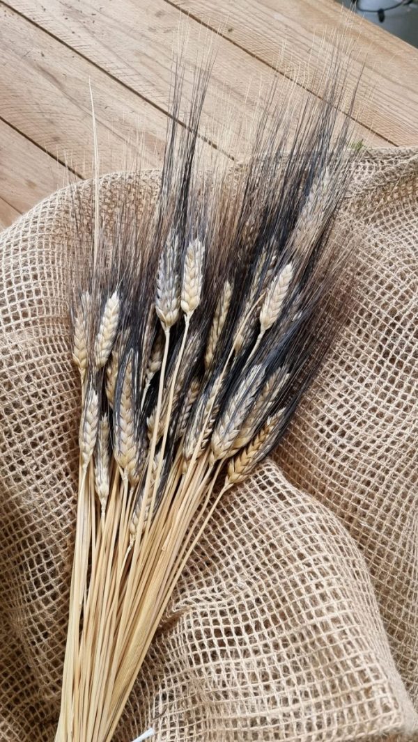 Weizen Gerste schwarz braun gefärbt Trockenblumen getrocknet Naturdeko Sommerdeko im Mrs Greenery Shop bestellen kaufen