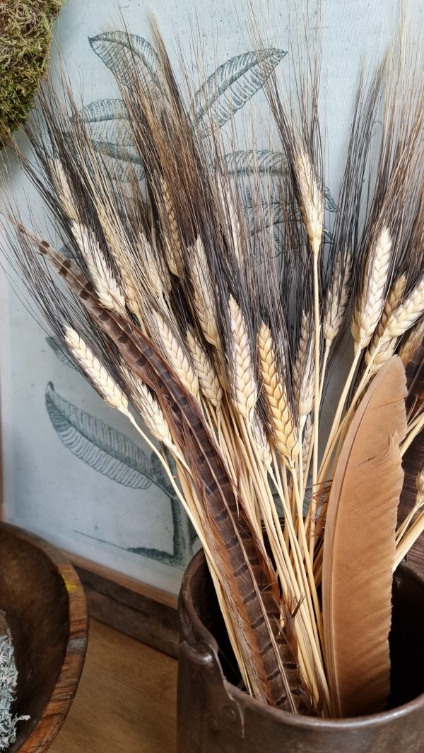 Weizen Gerste schwarz braun gefärbt Trockenblumen getrocknet Naturdeko Sommerdeko im Mrs Greenery Shop bestellen kaufen