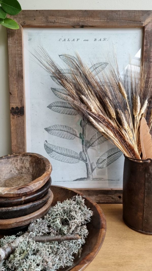 Weizen Gerste schwarz braun gefärbt Trockenblumen getrocknet Naturdeko Sommerdeko im Mrs Greenery Shop bestellen kaufen