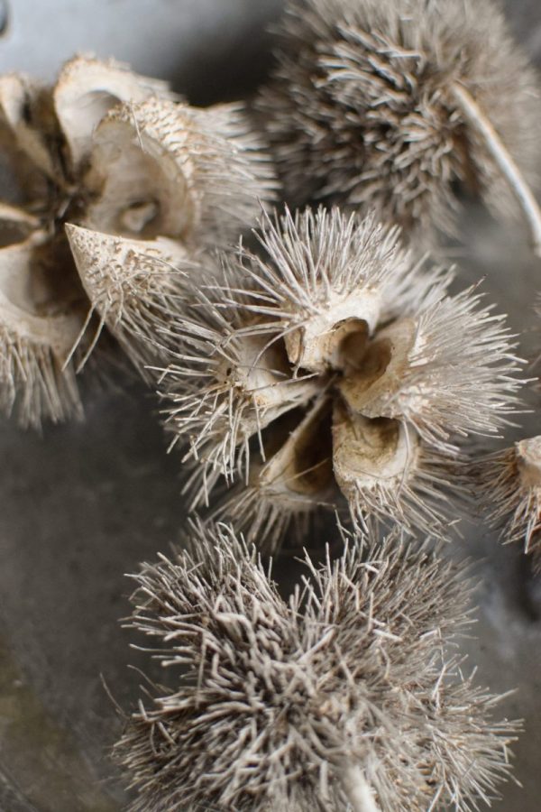 Getrocknete wilde Kastanie für deine Herbst- und Winterdeko. Selbermachen Dekoidee mit Naturmaterialien
