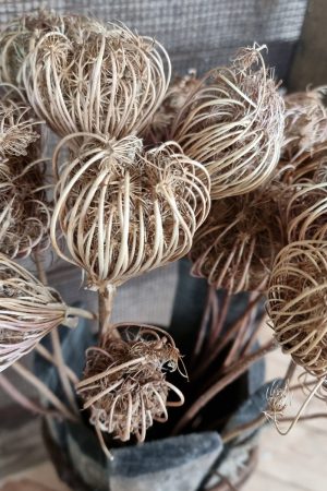 Wilde Möhre Trockenblume Trockenblüte Naturdeko getrocknet im Mrs Greenery Shop bestellen Trockenblumen