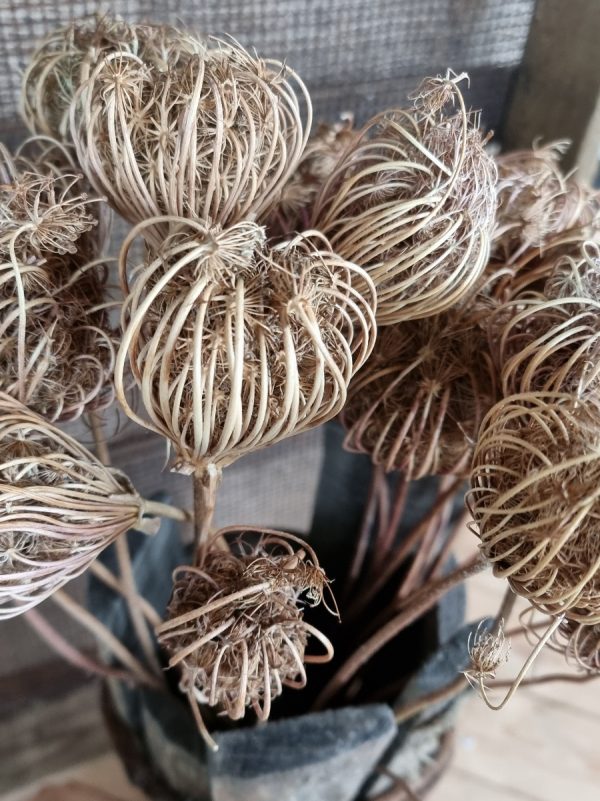 Wilde Möhre Trockenblume Trockenblüte Naturdeko getrocknet im Mrs Greenery Shop bestellen Trockenblumen