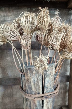 Wilde Möhre Trockenblume Trockenblüte Naturdeko getrocknet im Mrs Greenery Shop bestellen Trockenblumen